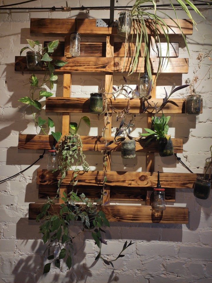 plants on the wall