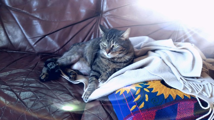 chat mignon