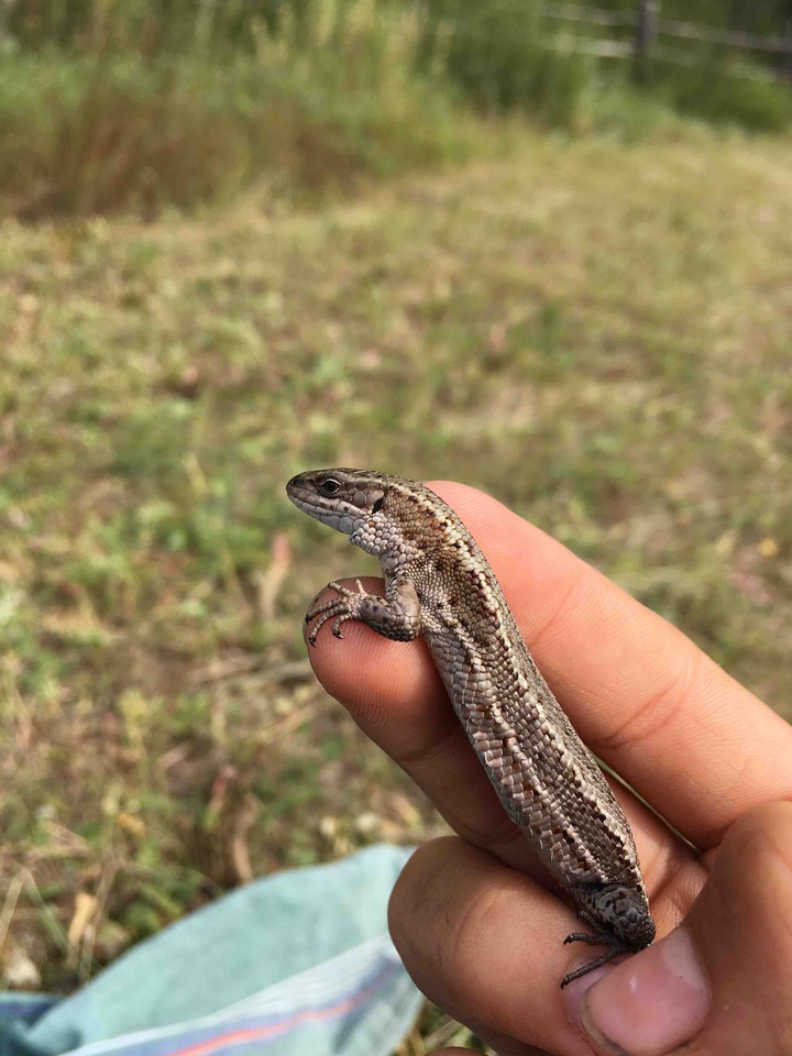 lizard family?