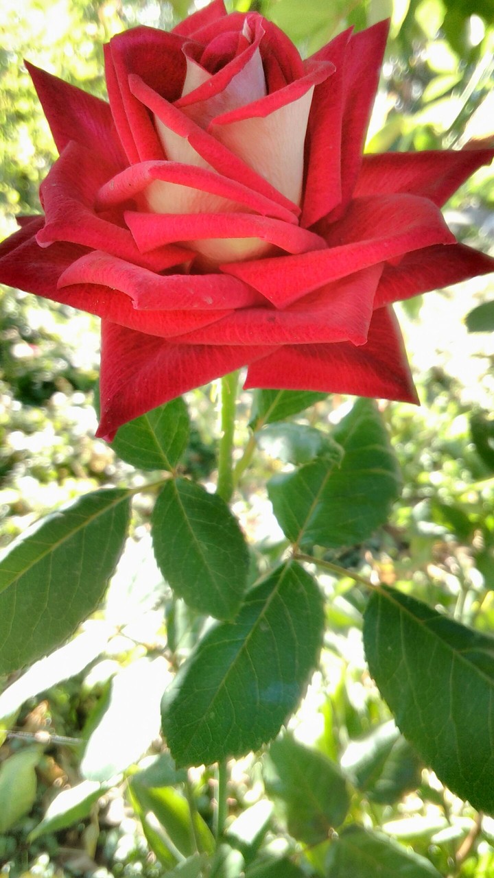 rose
