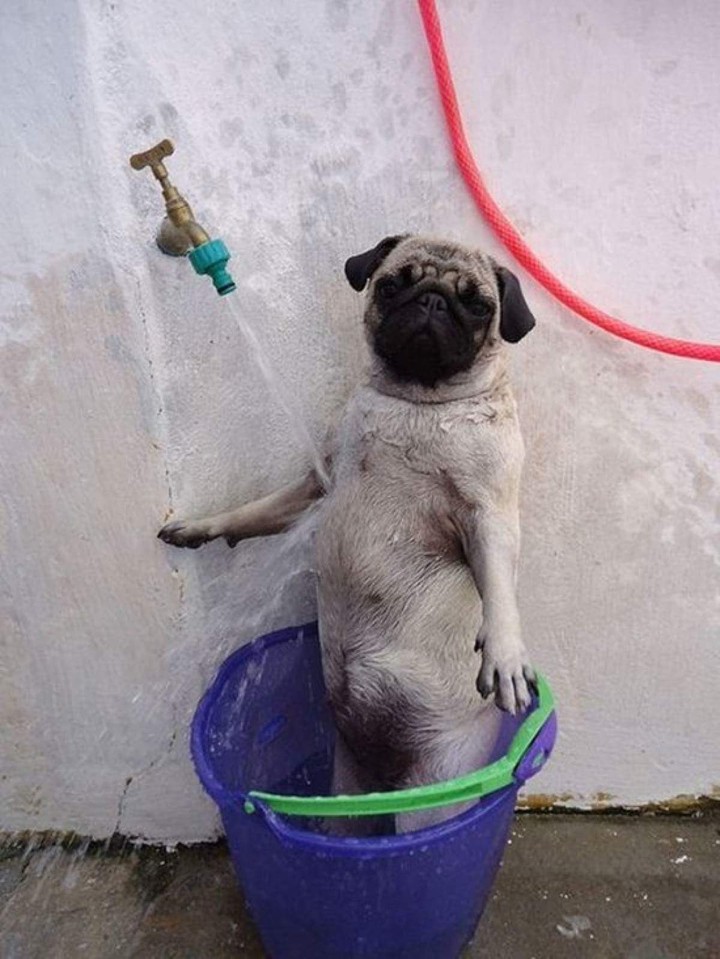 Animals acting