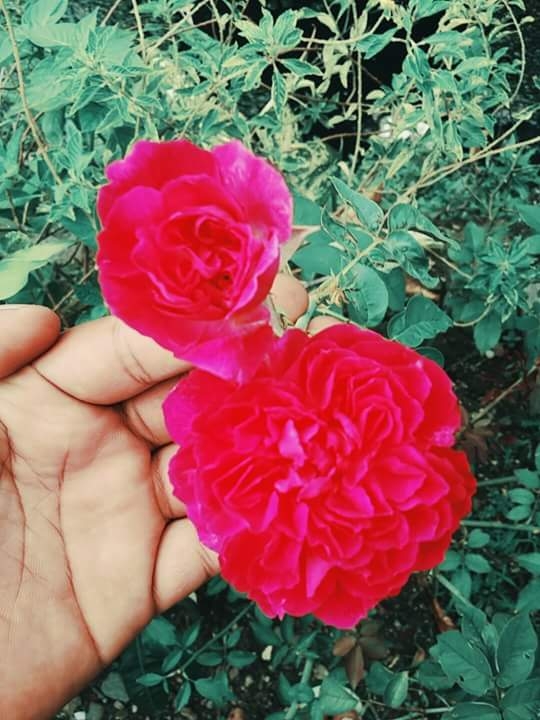2rose