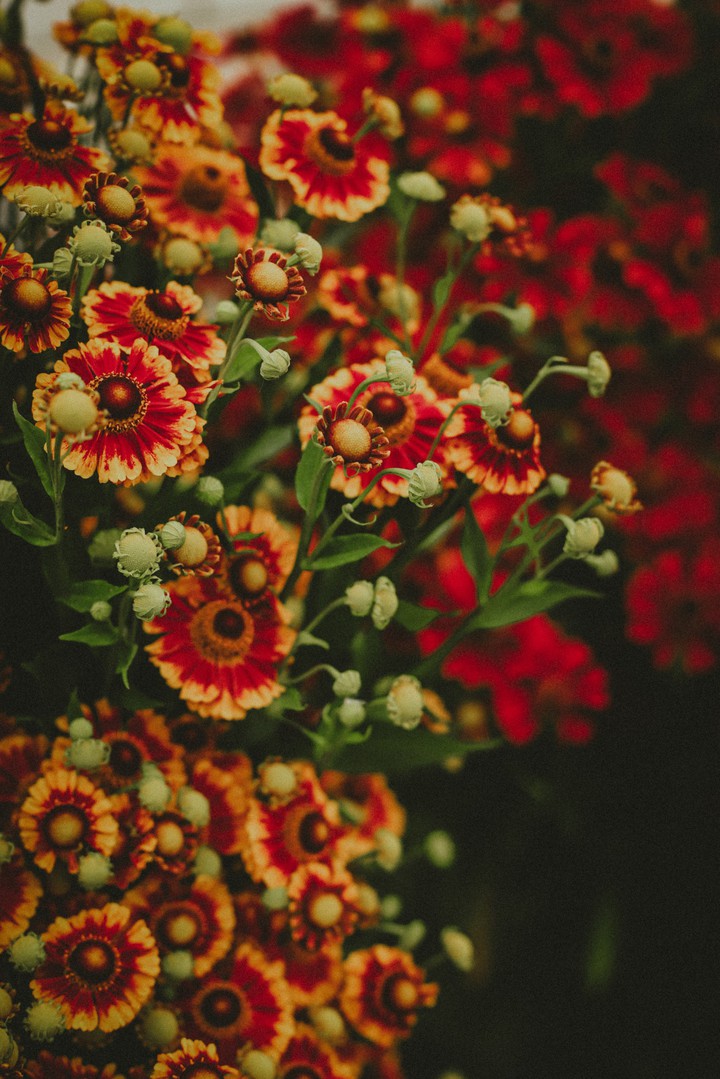 flowers