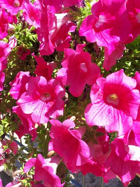 Blumen