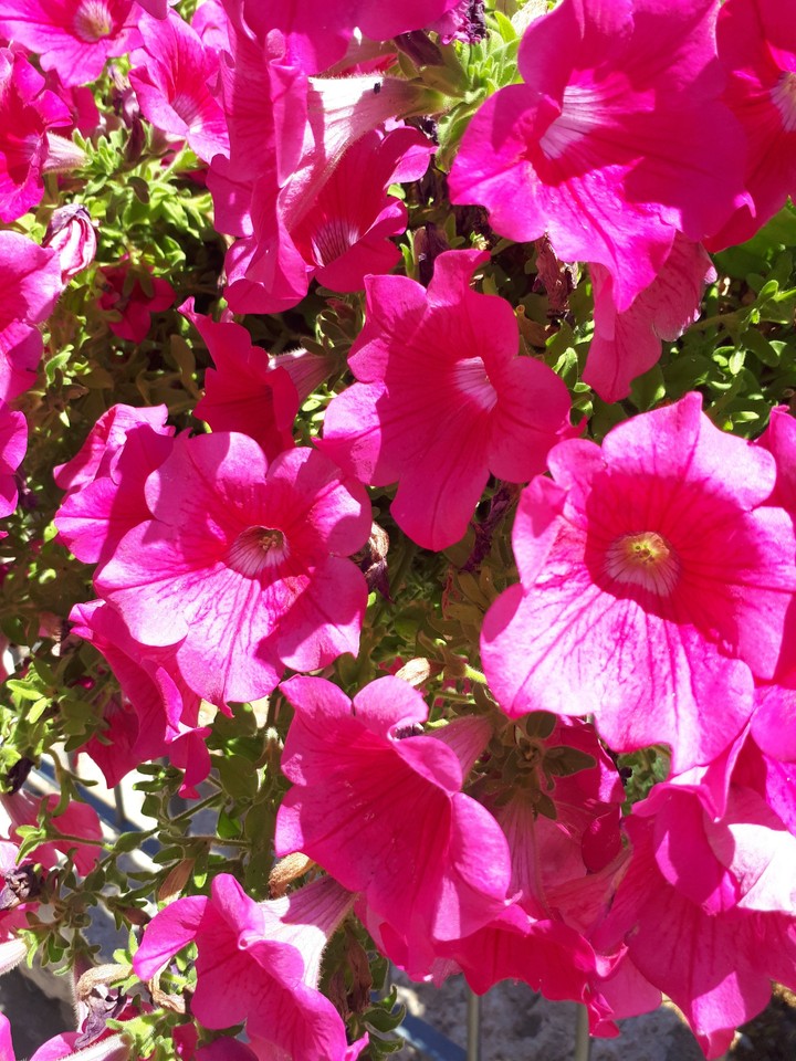 Blumen
