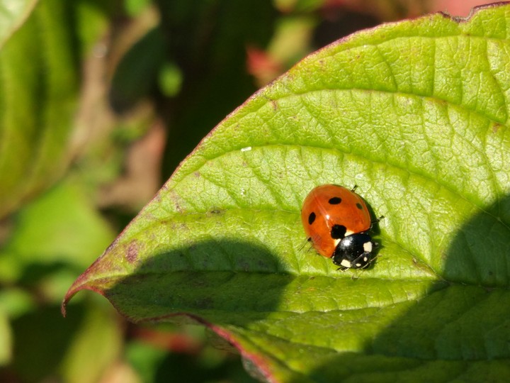 природа