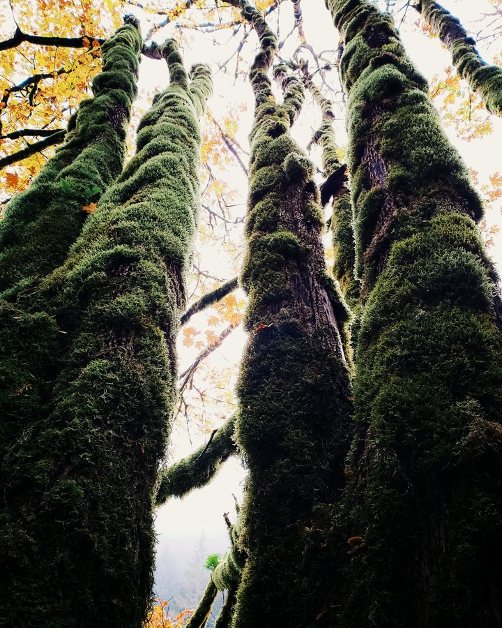 moss tree