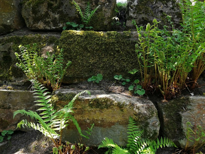plants on stones