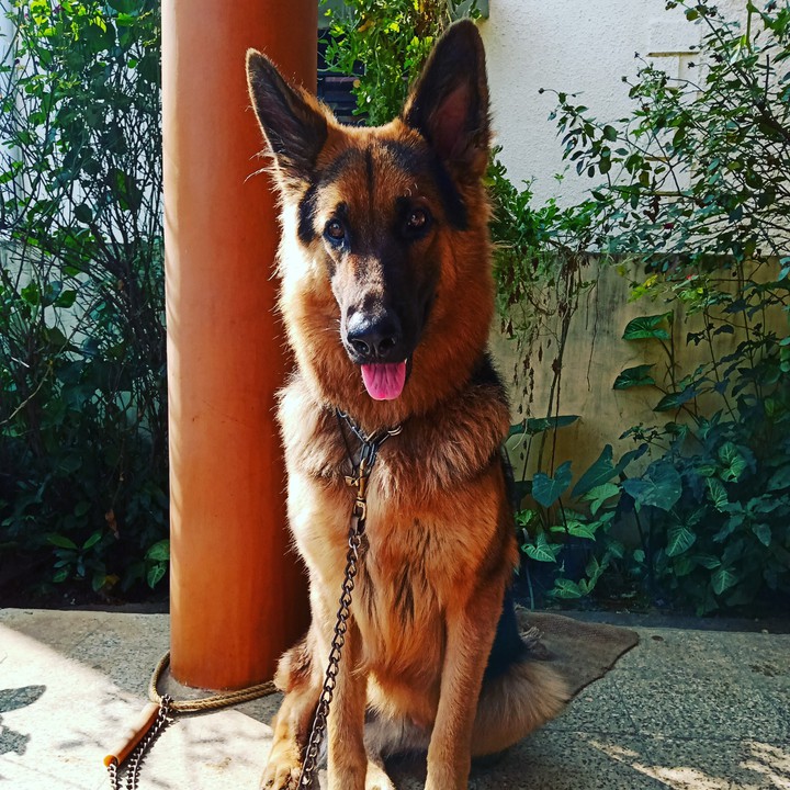 my dog