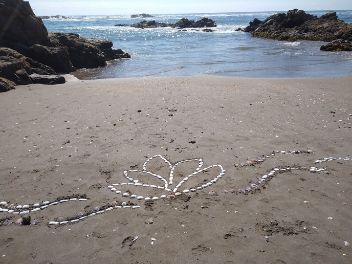flor de loto en el mar Maitencillo Chile