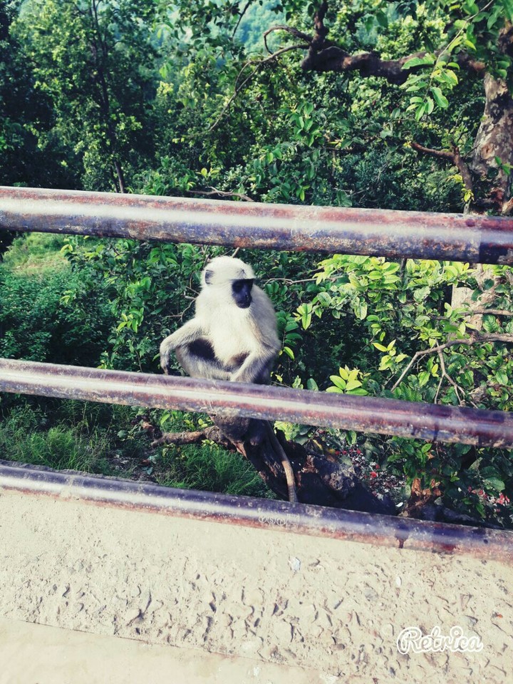 Monkey