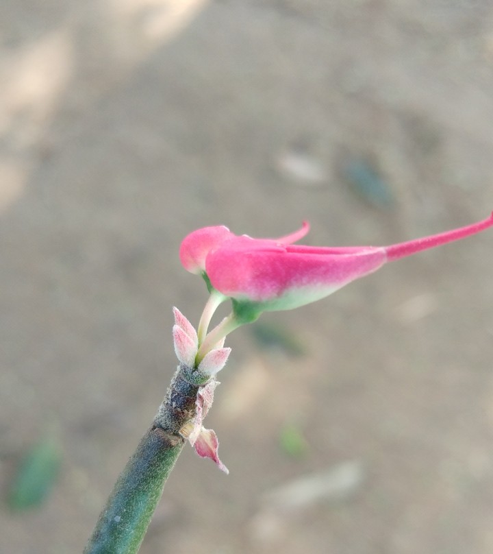 Parrot flowers