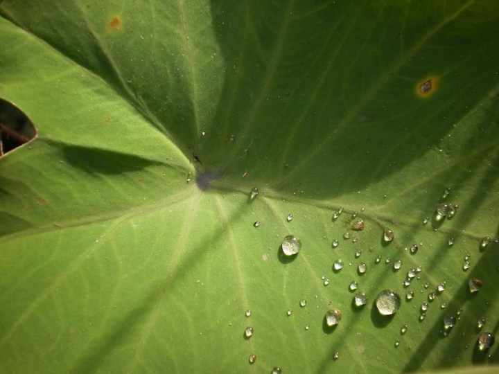 rain