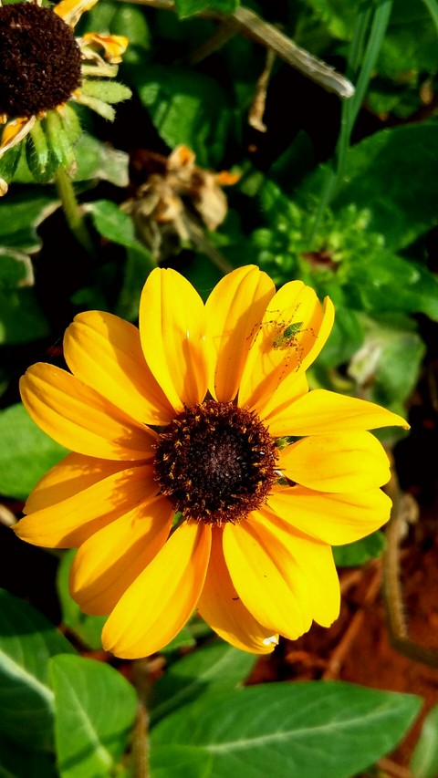 tapety calendula, bharatgg