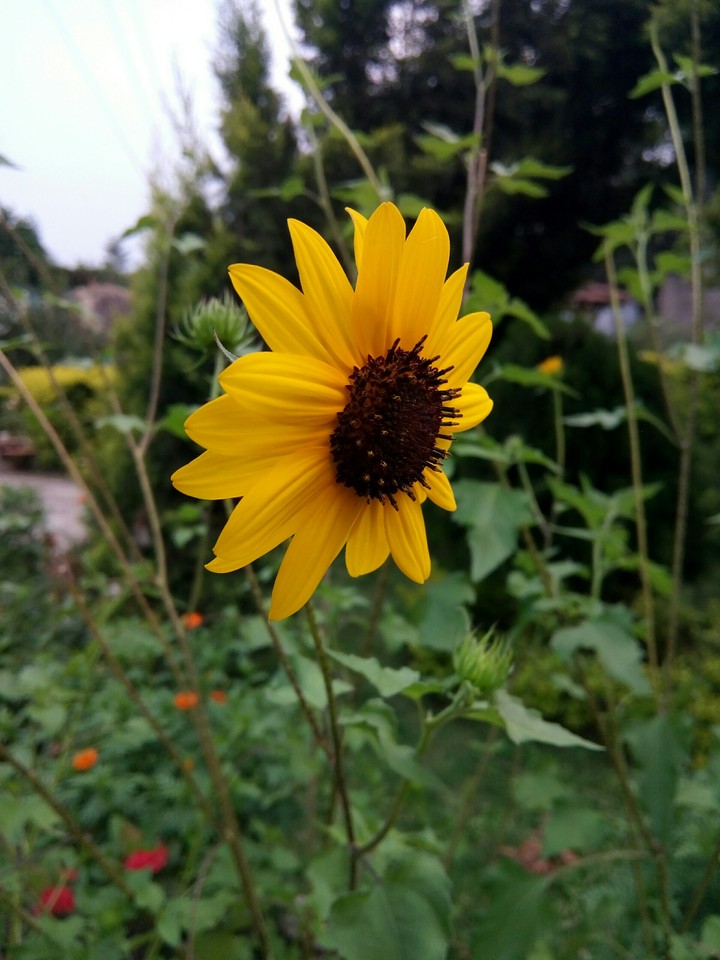 Sunflower
