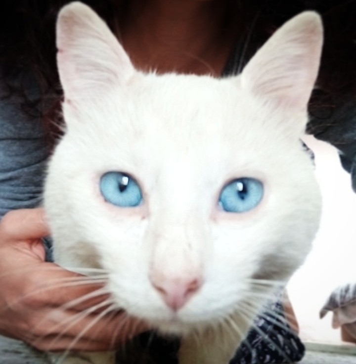 blueeyes_cat