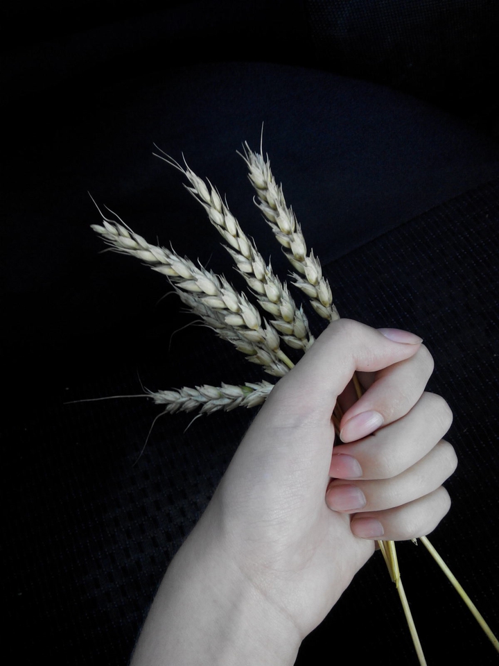 ?wheat?