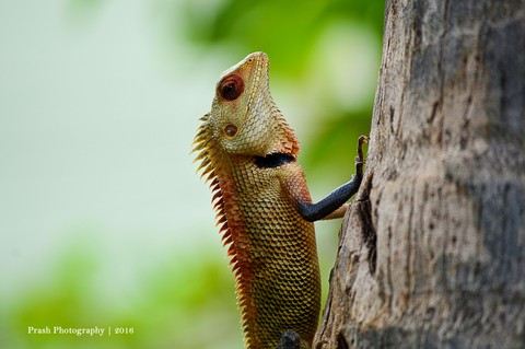 Garden Lizard