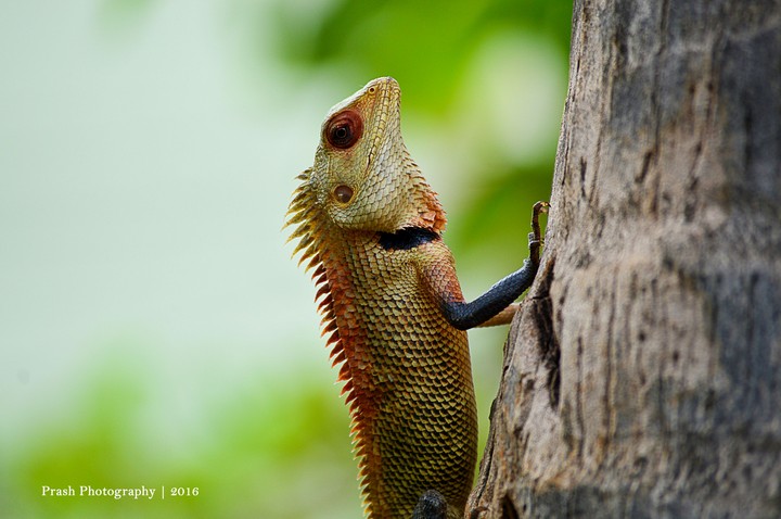 Garden Lizard