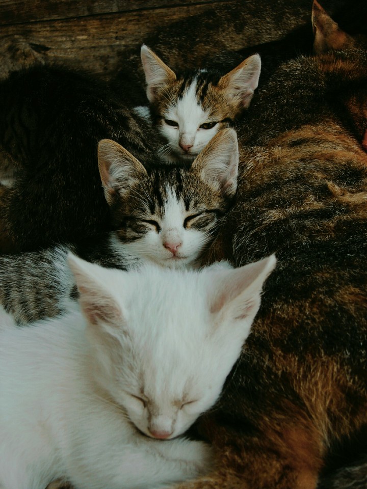 Котята