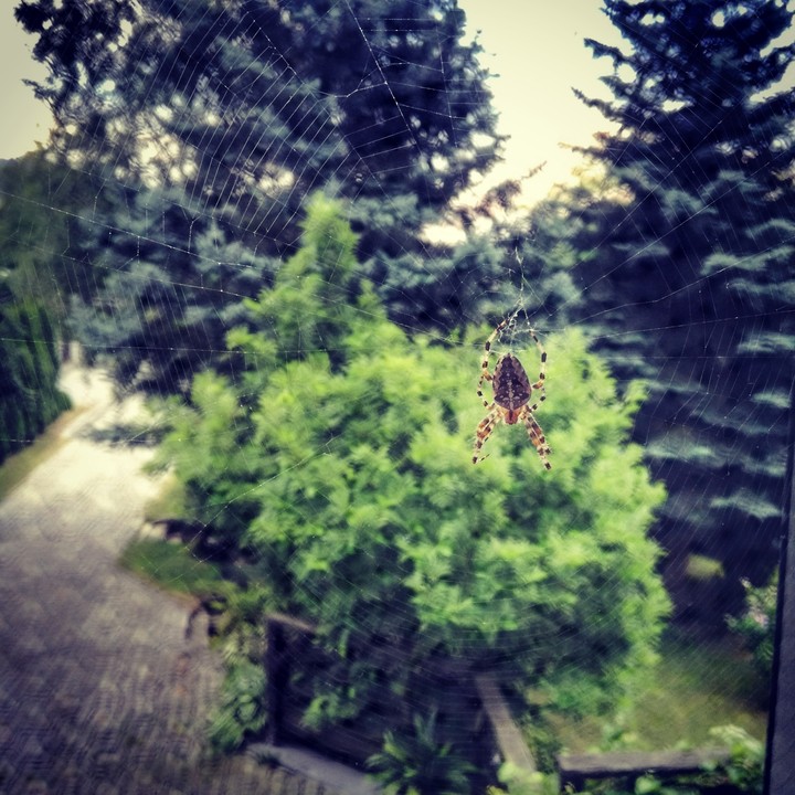 spider