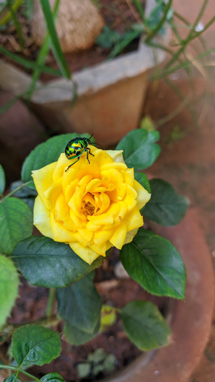 yellow rose