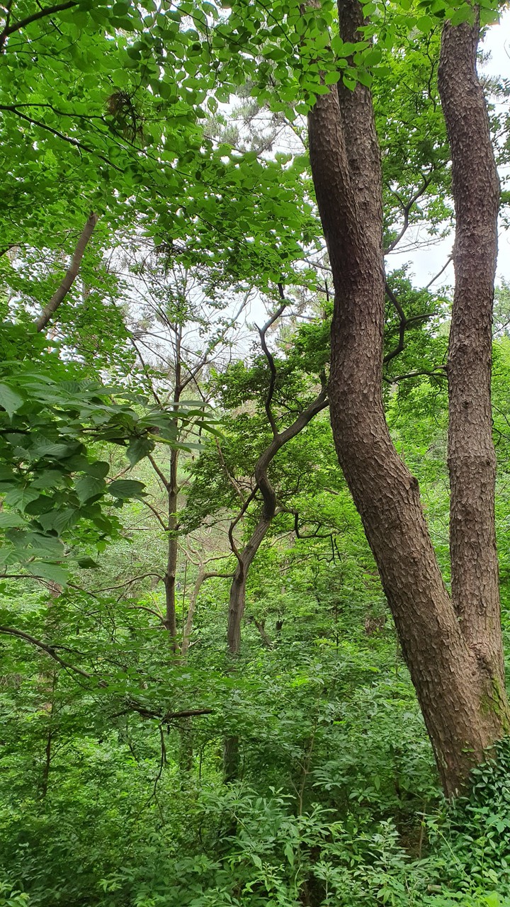숲(forest)