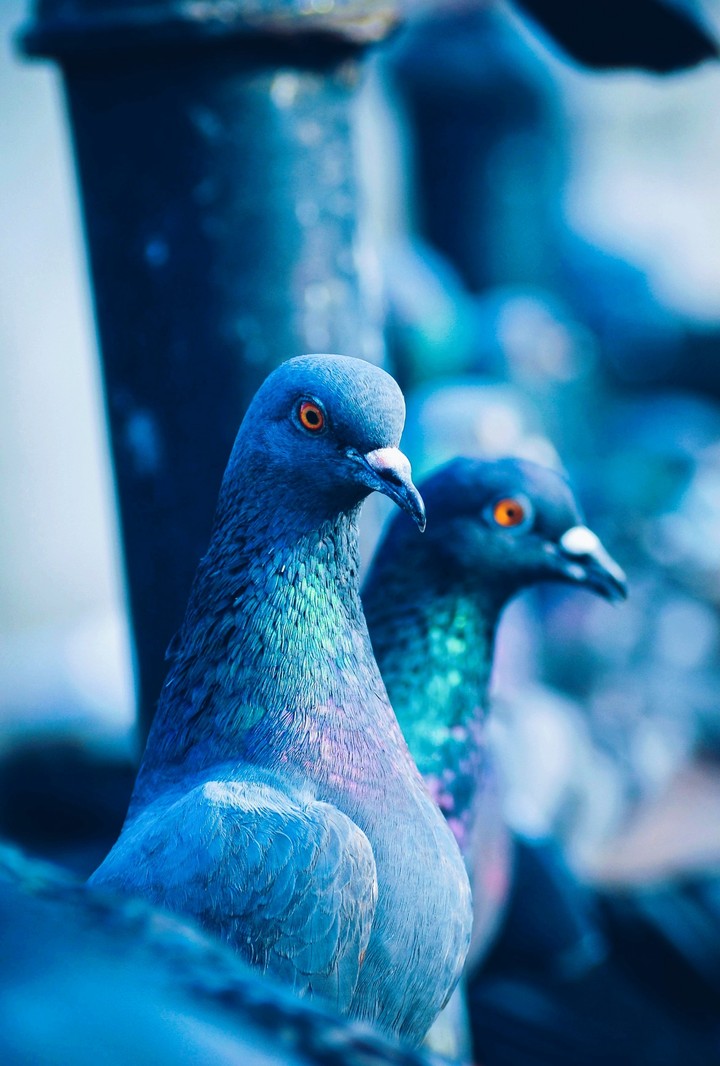 Bird