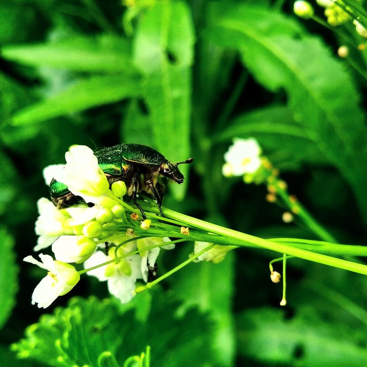 #nature