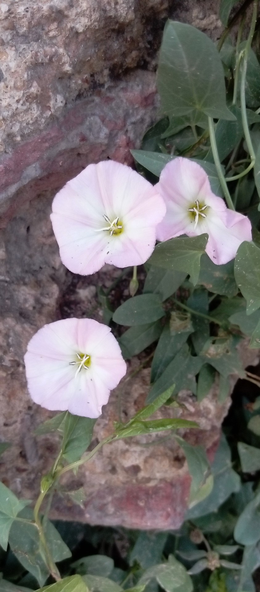 papéis de parede hollyhocks, pink