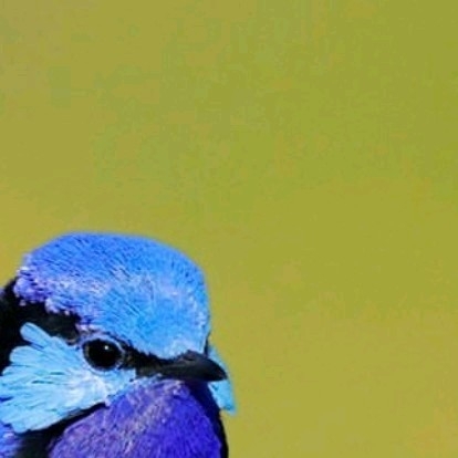 4x Fairy wren