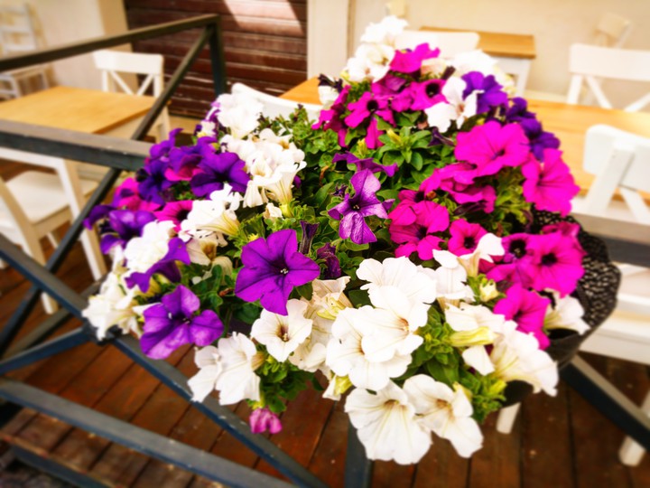 colors of summer
