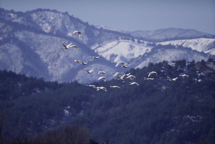 Birds