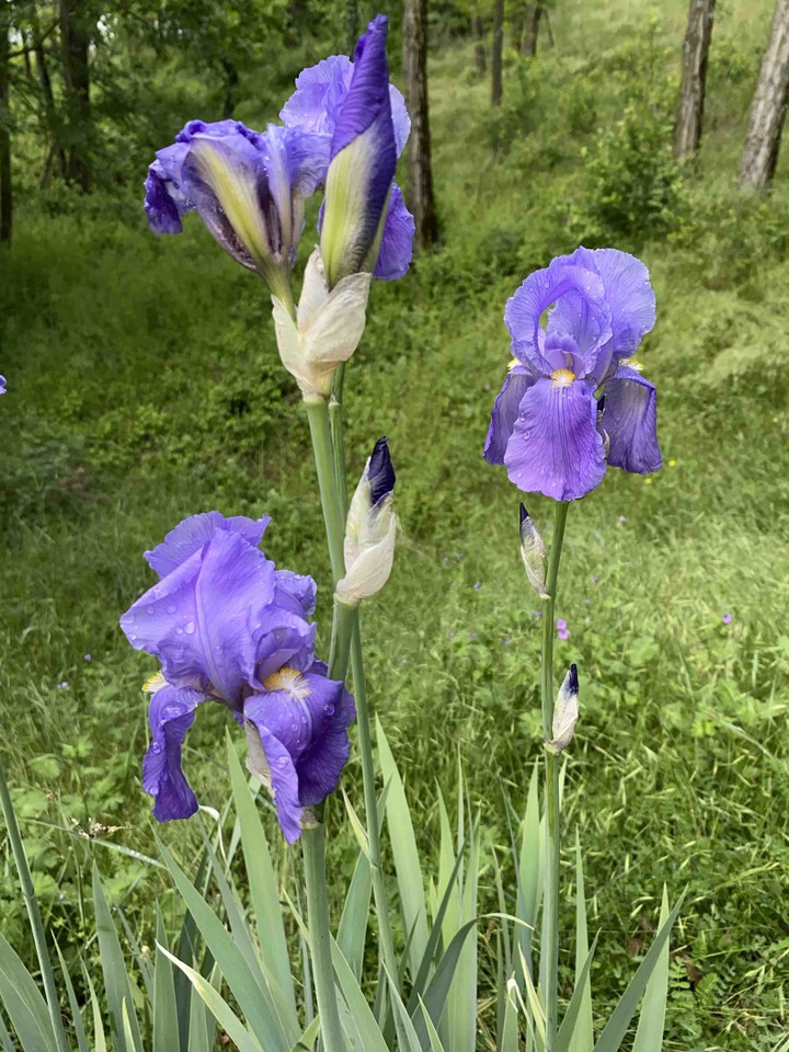 fiori Viola