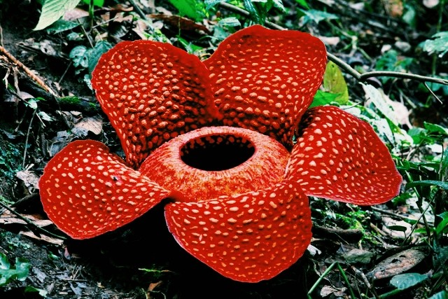 Rafflesia
