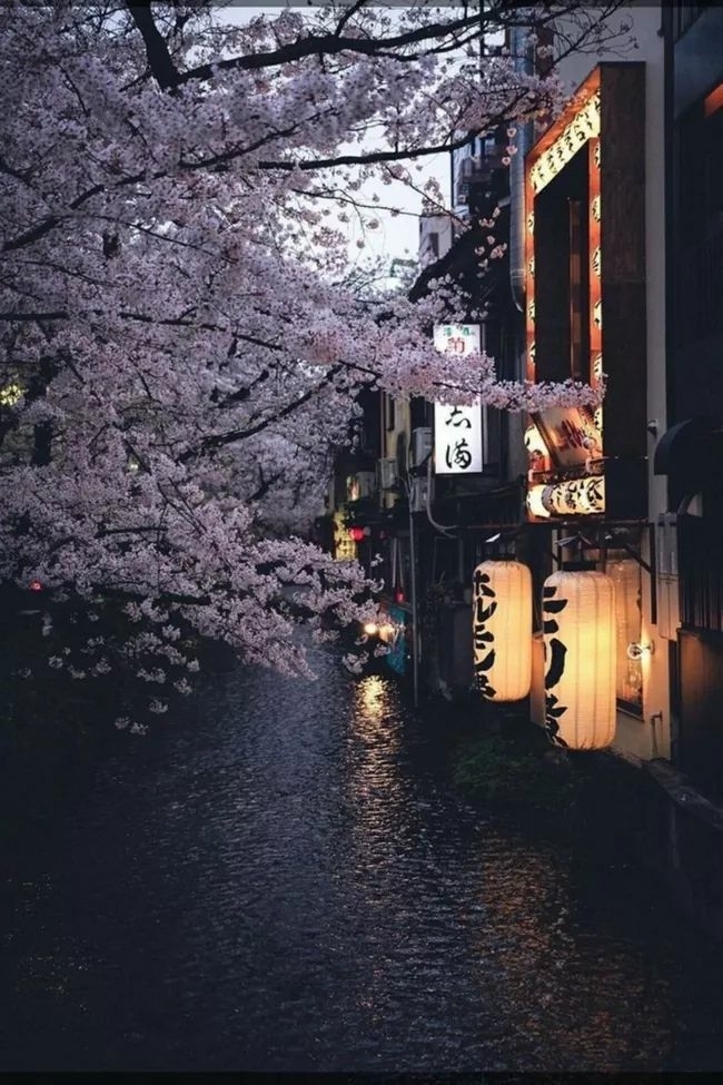Sakura in Japan