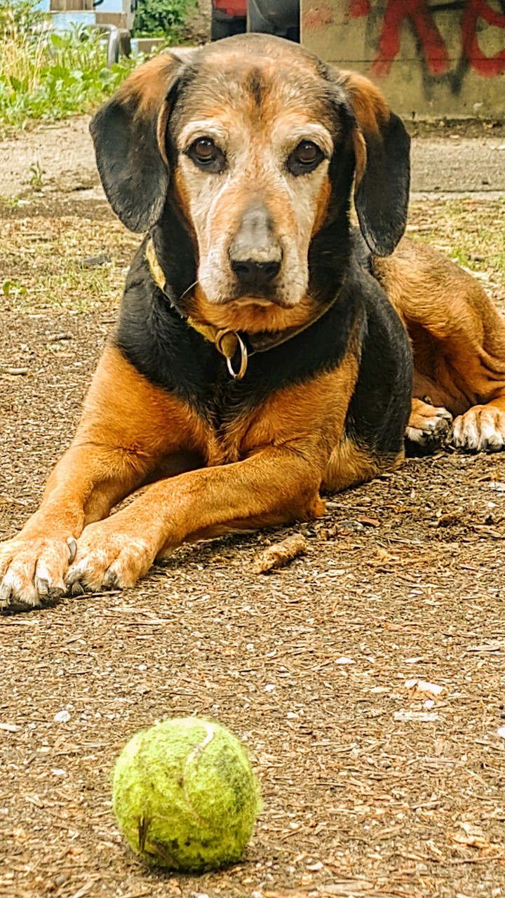 DOG AND BALL
