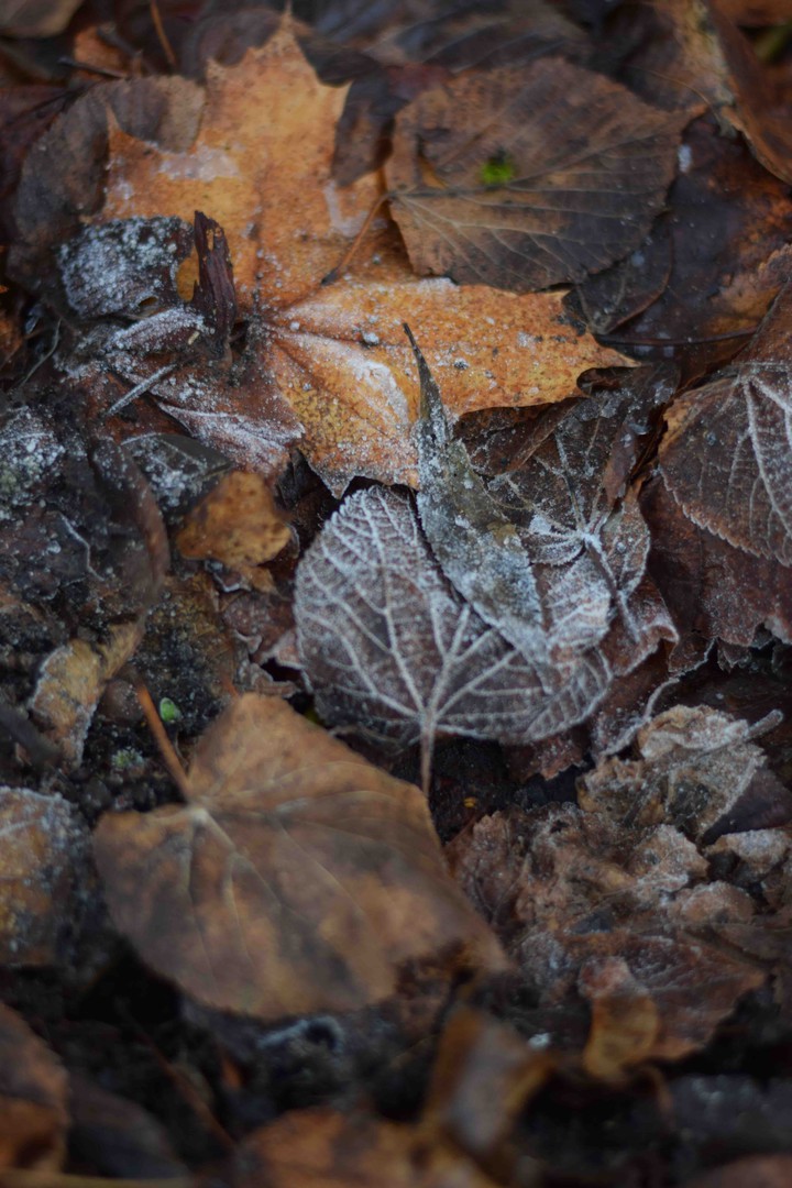 Frozen leaves ??