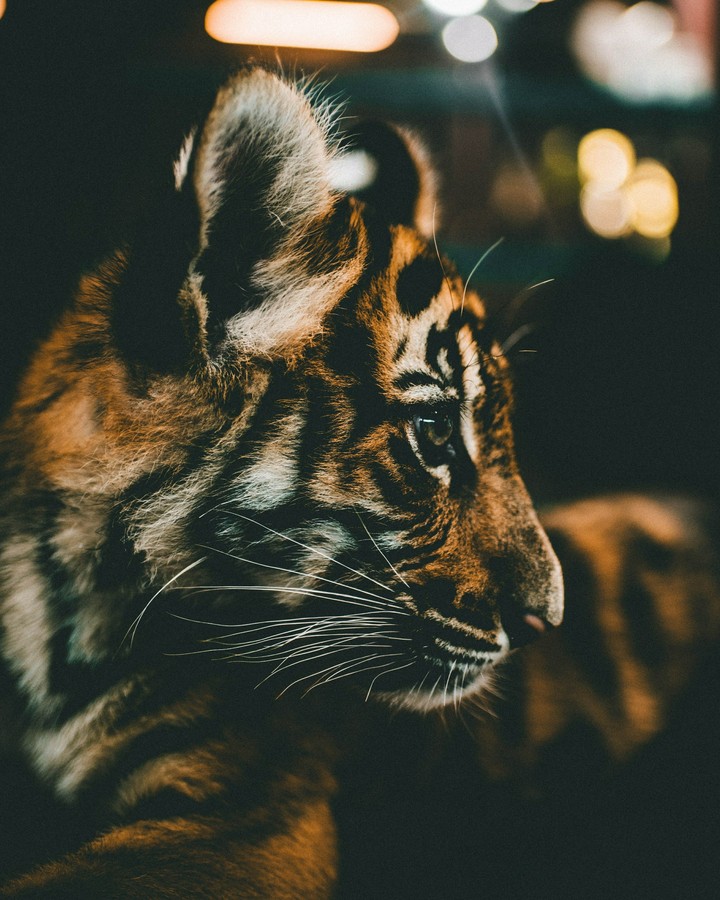 tiger cub