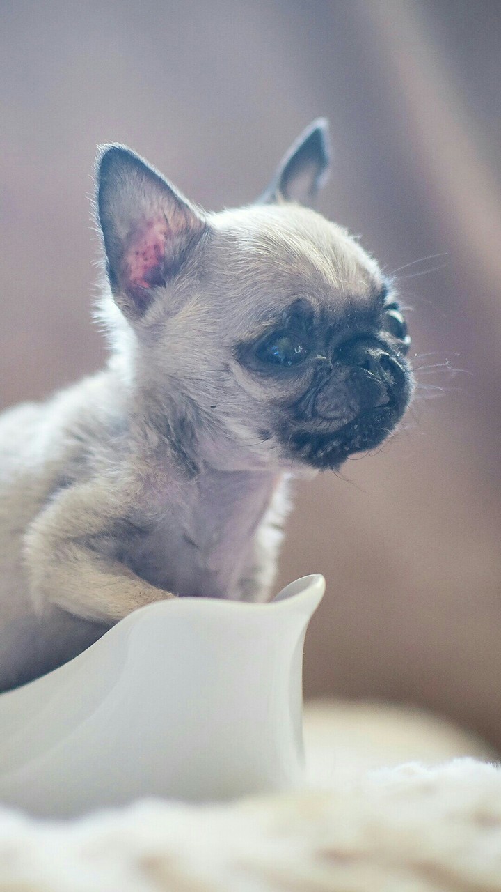 Baby Dog