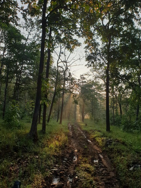 jungle