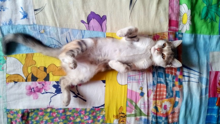 kitten