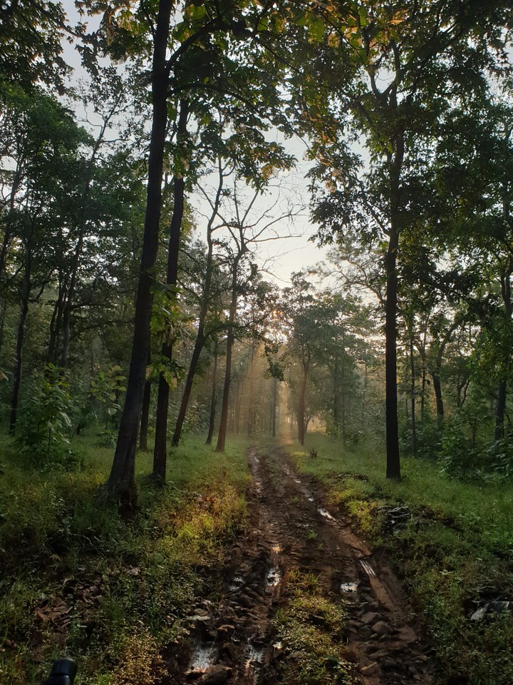 jungle