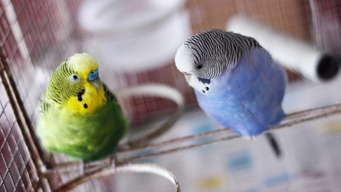 Lovebirds