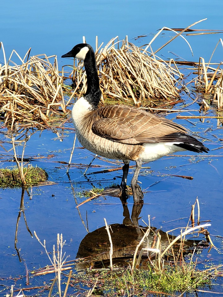 Canadian Goose