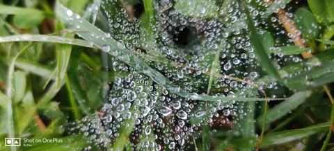water web