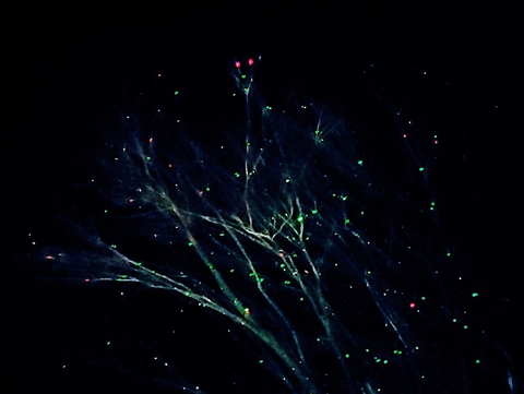 tree ' Christmas laser lights