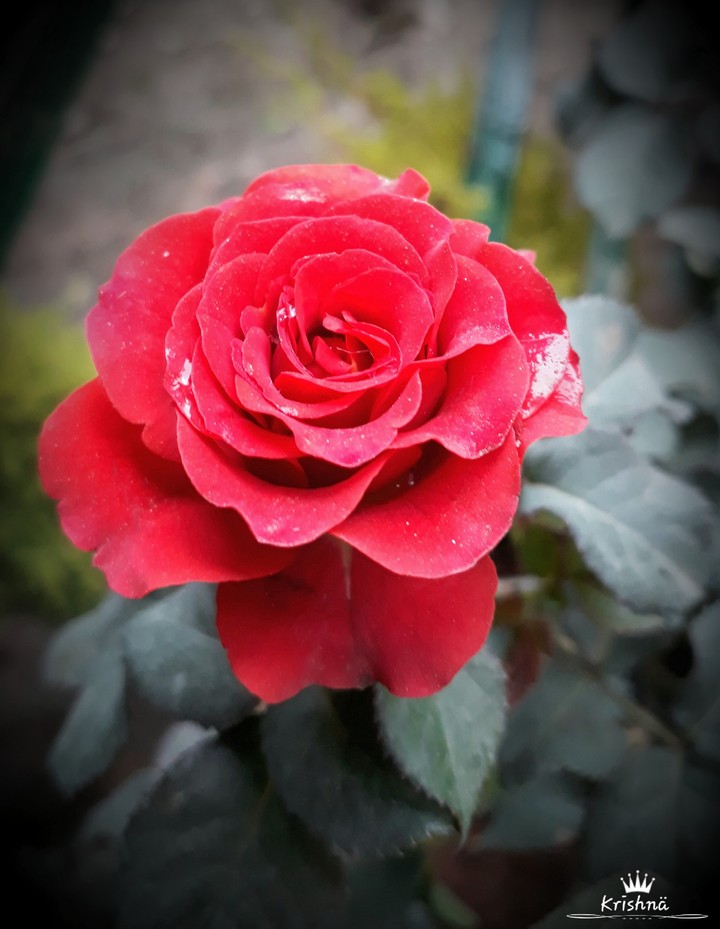 Red Rose
