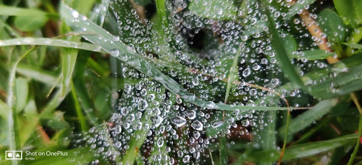 water web