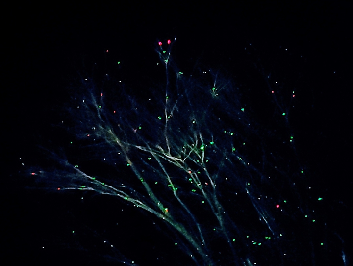 tree ' Christmas laser lights